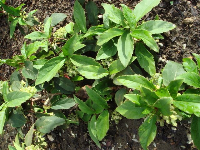 Ribes laurifolum P12 P20
